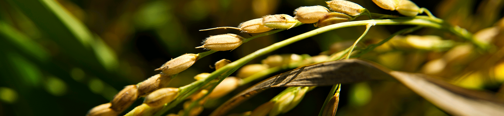 A rice seed field in Sutter County.