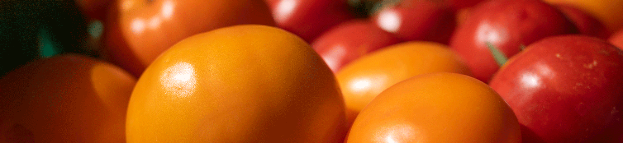 tomato on the vine